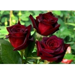 Black Baccara / Блек Баккара